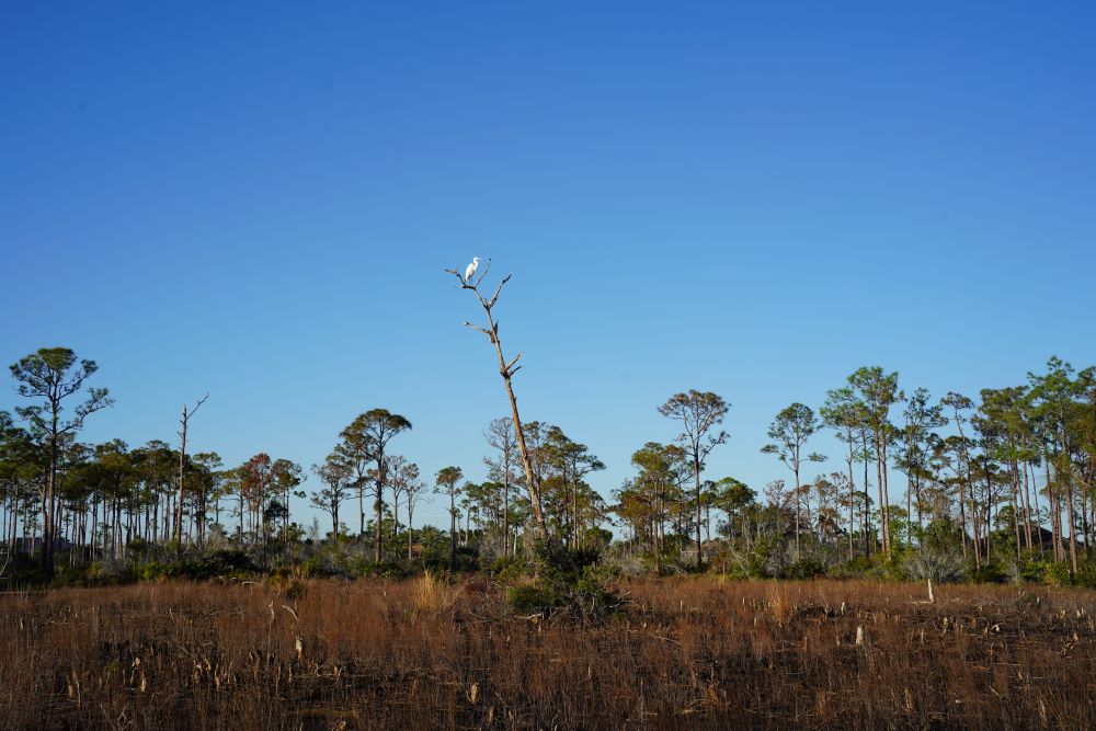 Coviello Park - Birds in nature
